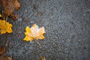 A yellow dry fallen maple leaf froze in the ice on the asphalt. The first autumn frosts