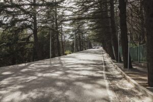asphalt road and forest