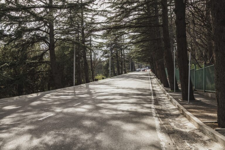 asphalt road and forest