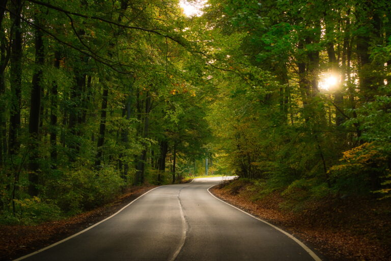 Asphalt road in forest