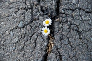 Flowers breaking through asphalt