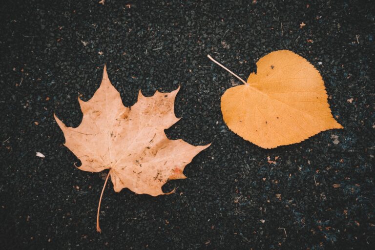 Red autumn leaves on asphalt.