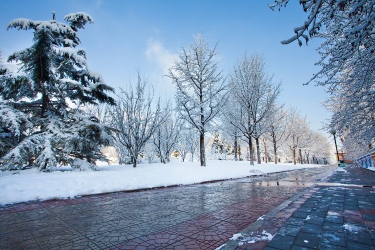 Trees and sidewalk in winter