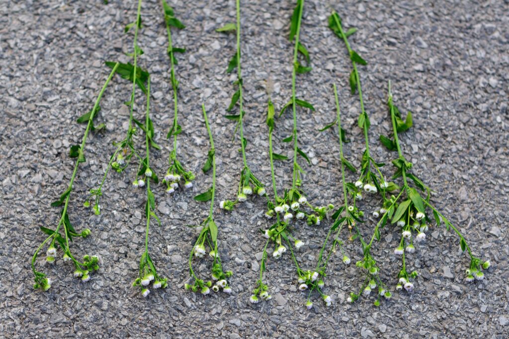 Flowers and asphalt