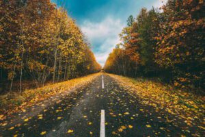 Open Asphalt Road Path Walkway Through Autumn Forest In Sunny Da